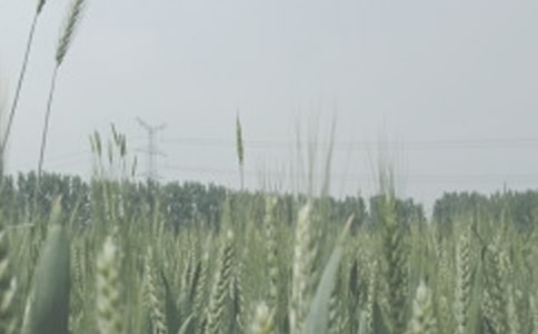 ��С������������