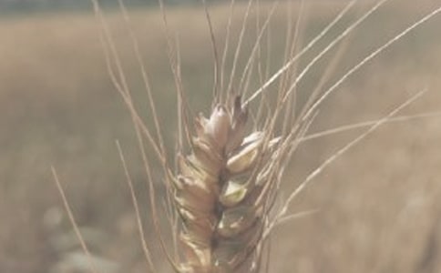 写小麦的作文750字上下