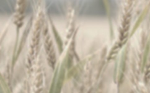 2009��С�󴺼������������