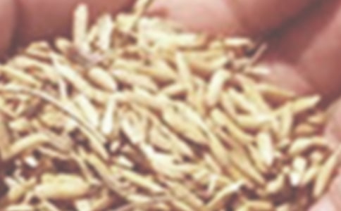 小麦赤霉病的防治措施