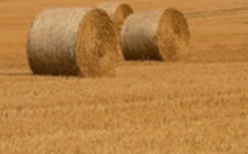 犹记六月小麦香散文