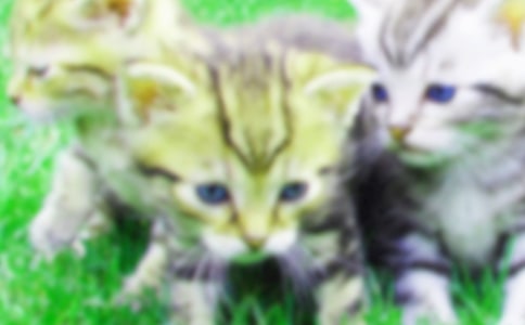 小猫观察日记优秀作文