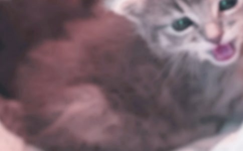 (实用)可爱的小猫作文