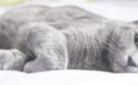 小猫小学生作文