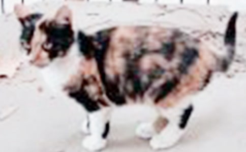 【精选】小学生小猫作文八篇