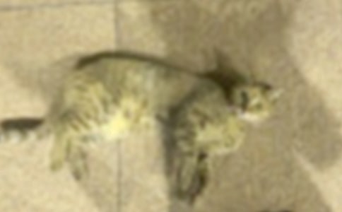 �а��������Сè���̰���ͨ��9ƪ��