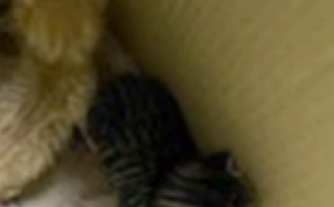 �ɰ���Сè����