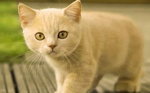 (����)�Ҽҵ�Сè����15ƪ