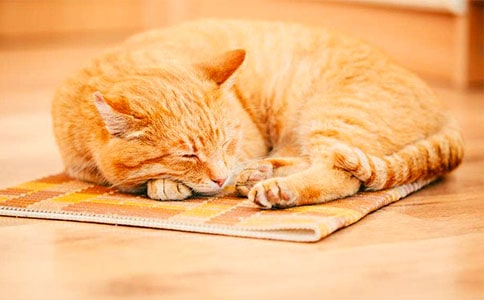 (精)粗心的小猫看图写话15篇