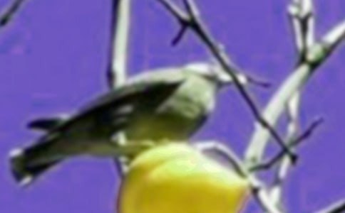 可爱的小鸟作文(通用42篇)