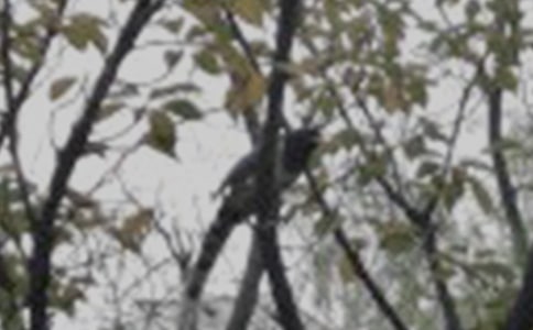 С�����������