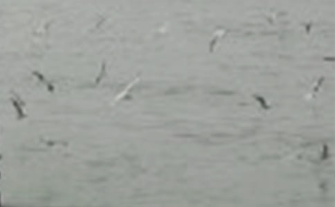 ���ڿ��ֵ�С�������̰�����ѡ14ƪ��