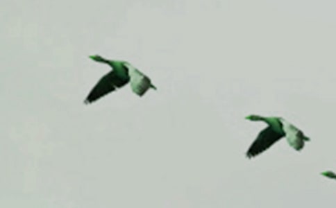 小学美术小鸟的家教案