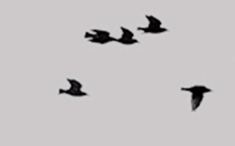 我是一只小小鸟作文10篇