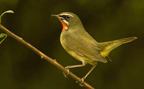 《一只无家可归的小鸟》读后感