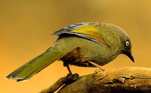 可爱的小鸟作文6篇