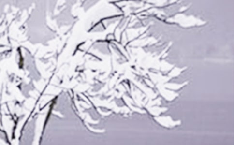 Сѩ�����ļ���