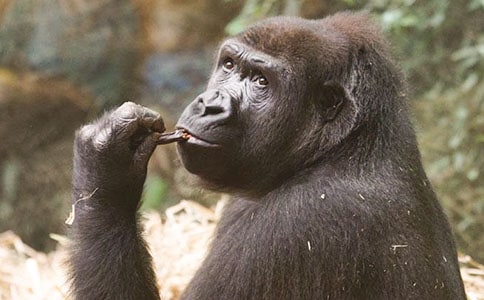 《和答钱穆父咏猩猩毛笔》原文