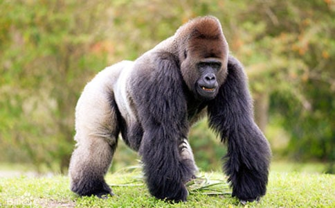 ���ġ���ϲ����С����-���ɡ�450��