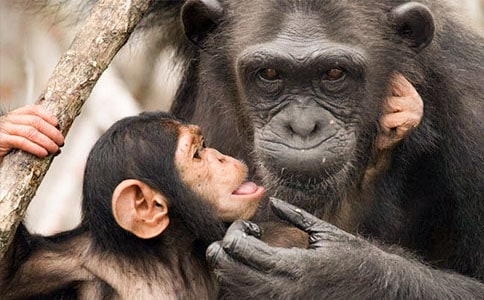 ���ڴ����ɵ����ķ���