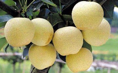 雪梨炖冰糖秋季宝宝饮食常识