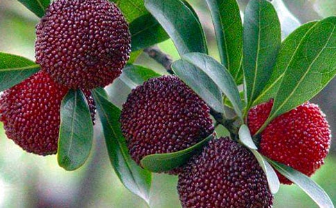 关于杨梅的作文 -作文