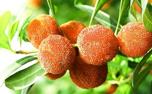 《我爱故乡的杨梅》观察指导式教案设计