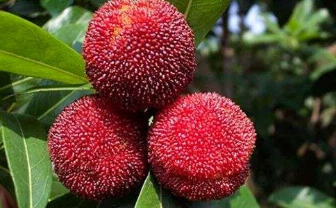 ����ժ��÷������