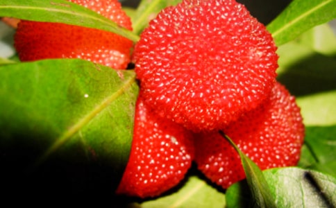 关于杨梅的作文参考