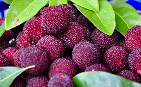 我爱家乡的杨梅作文