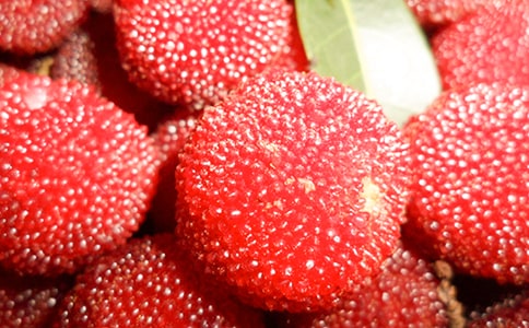 我爱故乡的杨梅