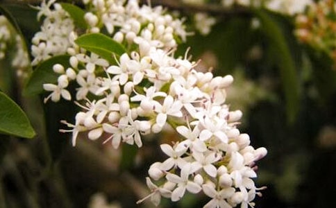 ҹ��������450��