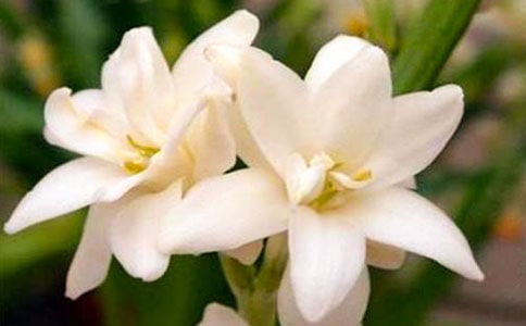 ҹ�����ǣţ�� -����