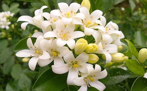 夜来香作文通用(7篇)