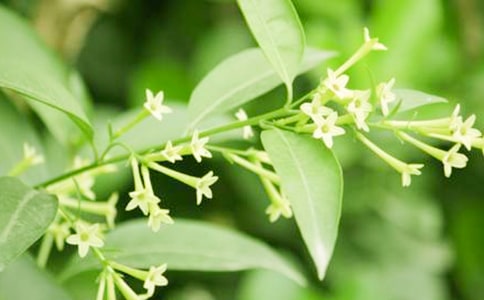 ���ڽ���ҹ���������