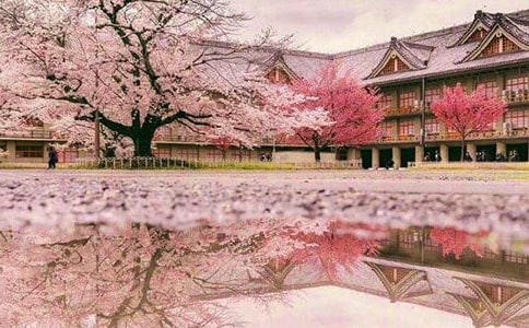 形容樱花的句子21句