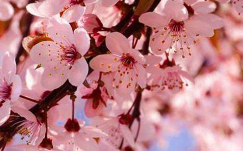 描写樱花的唯美句子