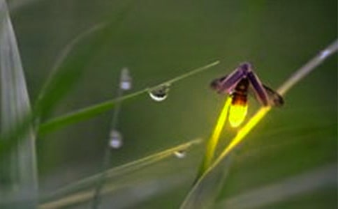 《萤火虫之墓》观后感