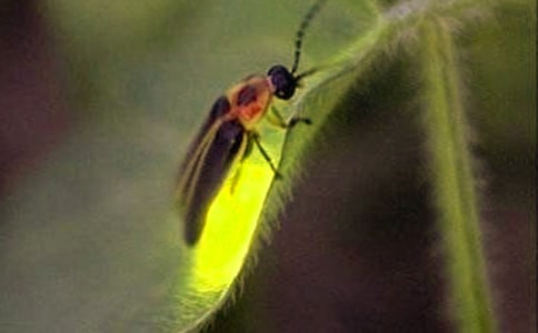 关于萤火虫的作文(推荐)