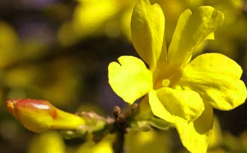 大班美术《迎春花》教案