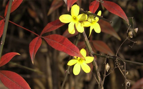 Сѧ2�꼶дӭ����������