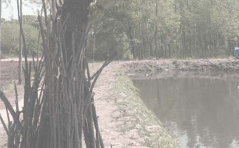 鱼塘晚霞写景作文