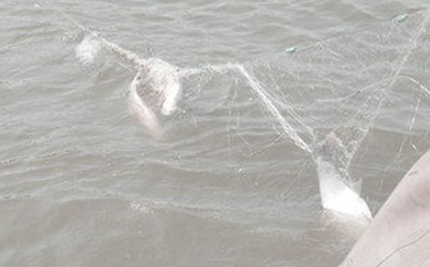 小班《渔网》美术教案