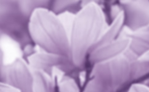 玉兰花观察日记