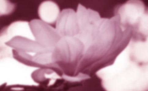 玉兰花开优美散文(通用15篇)