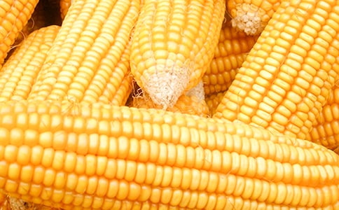 形容玉米的句子27句