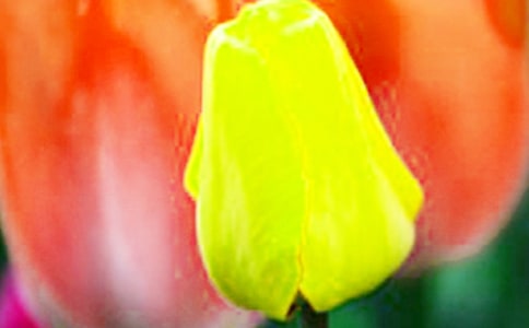 关于描写郁金香的作文范文