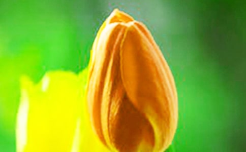 关于描写郁金香的说说