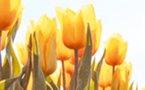 关于郁金香的作文汇编(10篇)