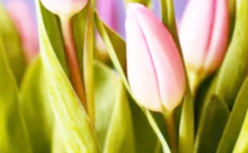 郁金香可不可以水培?_1000字